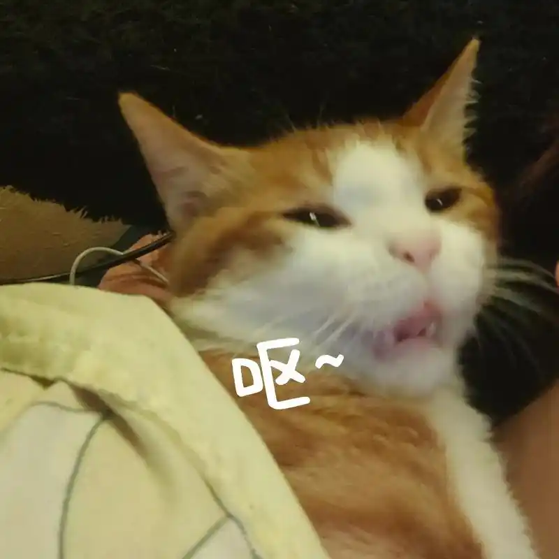 萌宠出道计划 #猫咪表情包搞笑图片 #库存 小猫就要有小猫 - 抖音