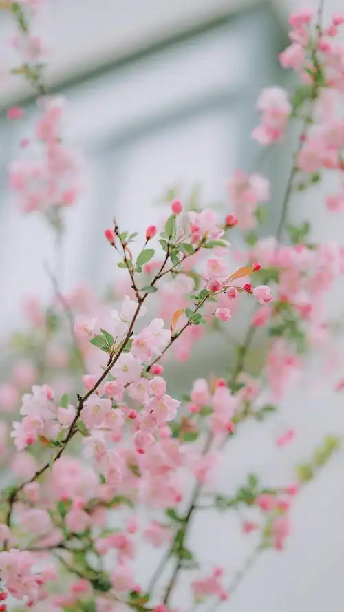 粉色花卉风景手机壁纸
