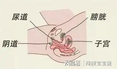 这是因为,女性尿道口的位置和阴道,肛门相隔很近,阴道,肛门的细菌很