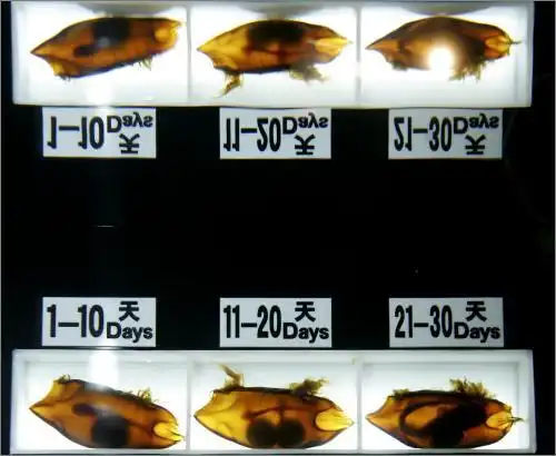 双胞胎鲨鱼卵-搜狐新闻