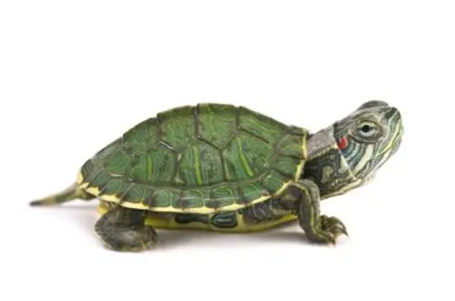 tortoise和turtle 有什么区别?如果难以说明的话,请教我一下例句.