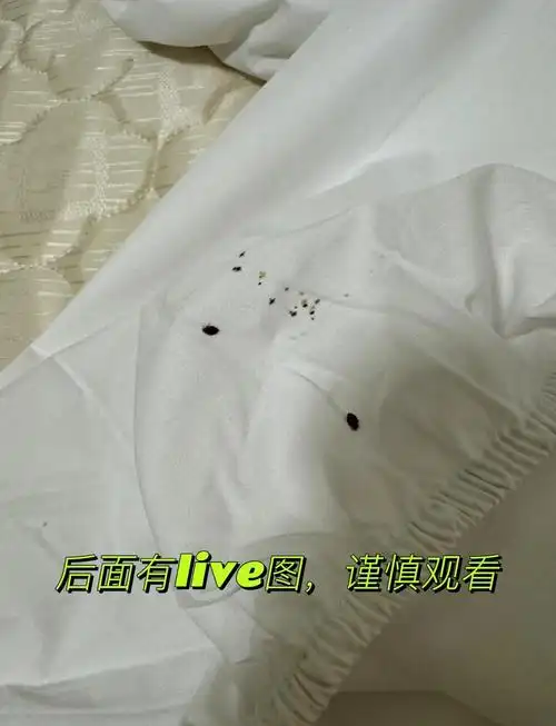 租客留下的床垫有床虱,怎么办?😱