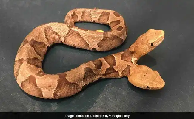 2-headed copperhead snake found in us