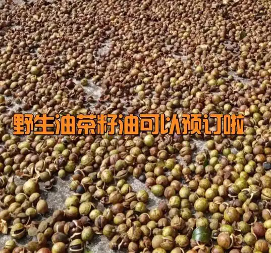 野生小油茶籽