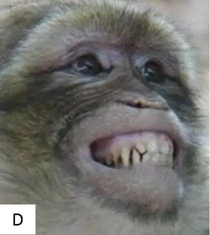 你看那猴子笑那么开心它真的高兴吗