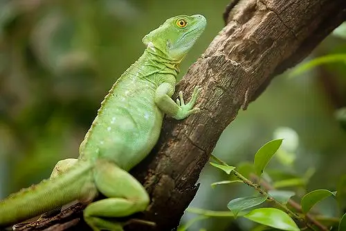 plumed basilisk | flickr – 相片分享!