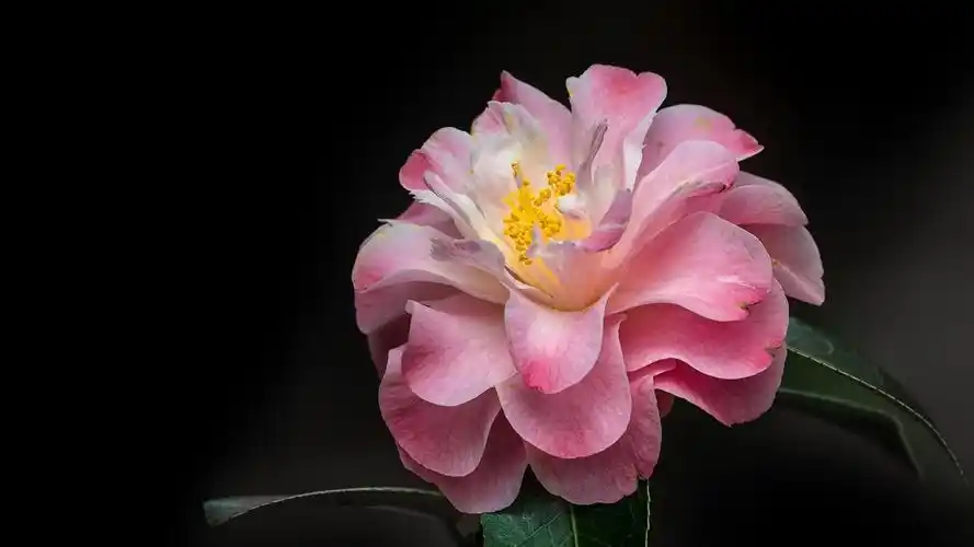 山茶花植物写真,高清图片,电脑桌面-壁纸族