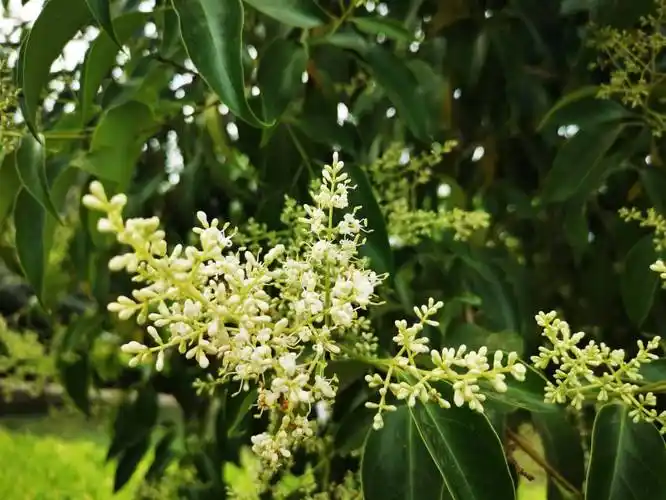 现在,周口市区各个游园里的大叶女贞开花了,枝繁叶茂,香气四溢.
