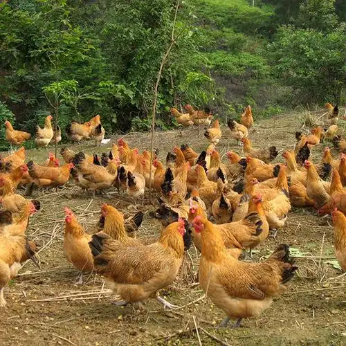 广西瑶山鸡散养365天老母鸡皮脆肉厚脂肪少农家草鸡笨鸡走地鸡土鸡