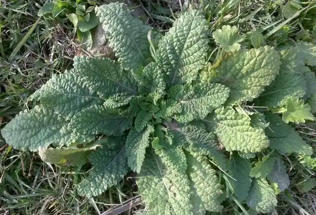 农民最熟的一种野草,叫"蛤蟆叶",嚼叶子就能止咳,你见过吗?