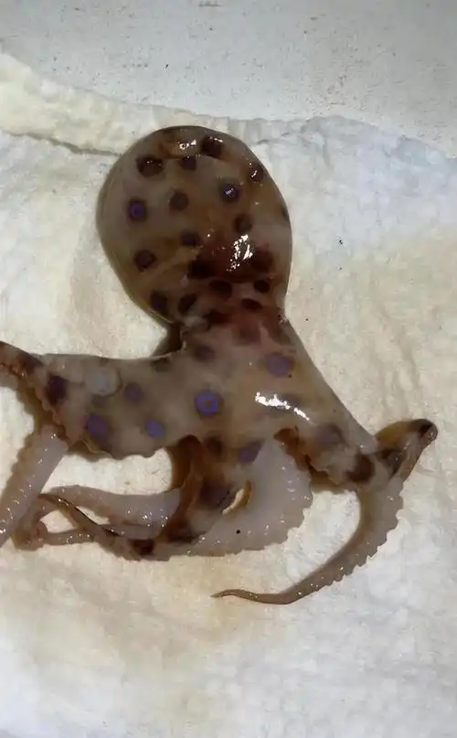 消费者称在袋装八爪鱼中发现疑似蓝环章鱼厂家表示绝无可能市监部门将