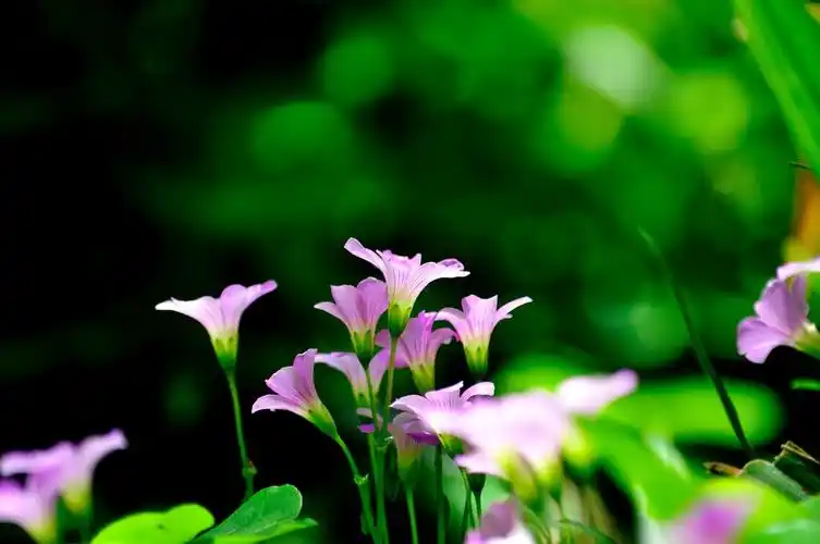 小草小花也争艳