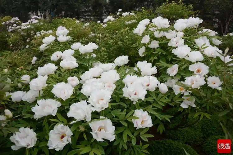 白牡丹洛阳洛浦公园绽放