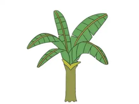 芭蕉树简笔画图片