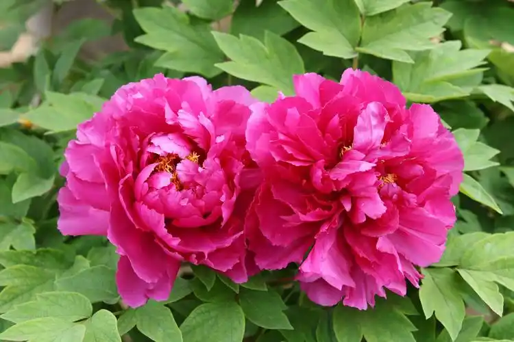 牡丹花开,花开富贵,太美了!拍摄于花卉大观园(2019年4月19日)