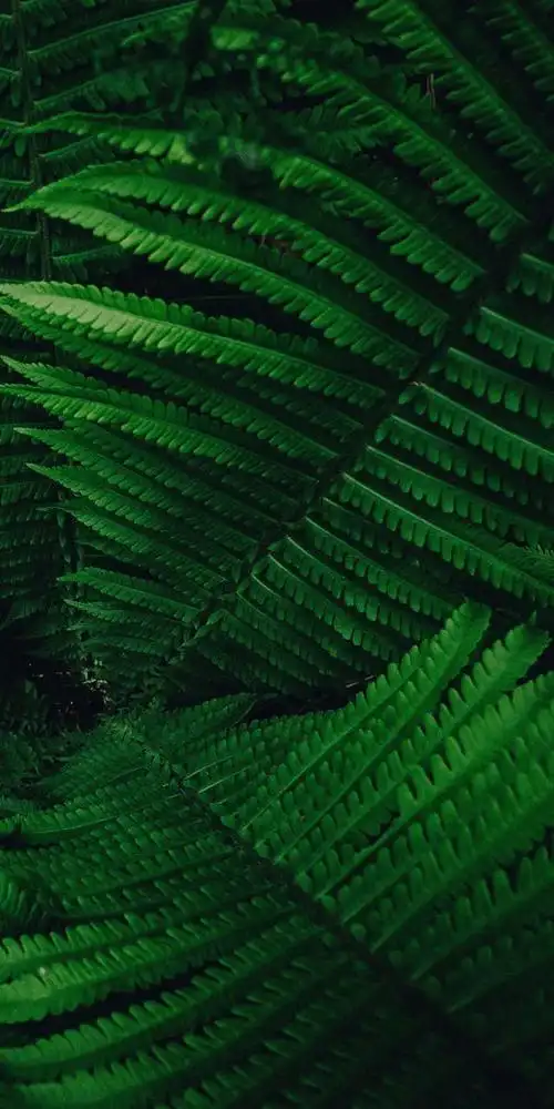 绿色植被主题壁纸美得爱不释手绿得耐人寻味