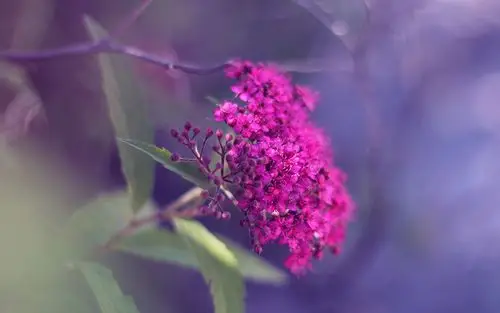 花朵,小清新,唯美,安静,聚焦,花朵壁纸图片
