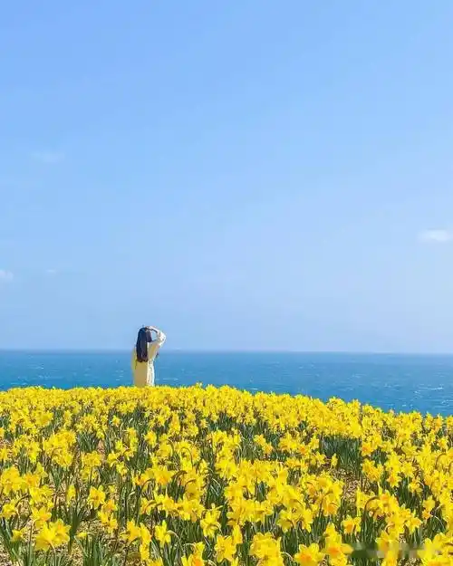 图4:三,人离手机镜头远,拍油菜花海中的背影图3:拍摄人像时,表情和