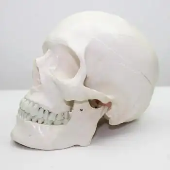 颐诺(enovo medical model)人体标准头骨模型 美术医学艺用头骨头颅骨