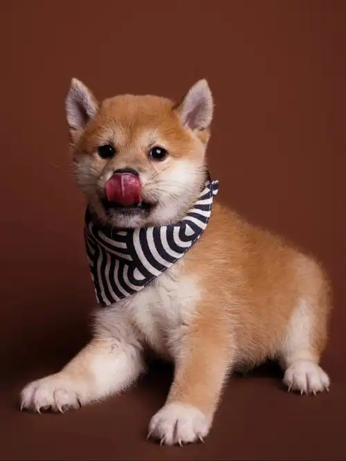 狗狗幼崽这么可爱不拍照留作纪念太可惜了