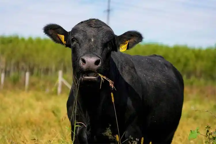 胜伟安格斯碱地黑牛原来彭大哥是胜伟集团"租母繁犊"联农带农模式下的
