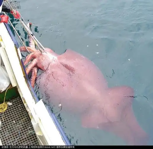 传说中最大的大王乌贼