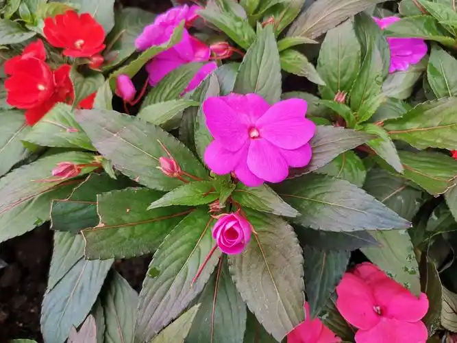 苏丹凤仙花,风仙花种一年生草本花卉.