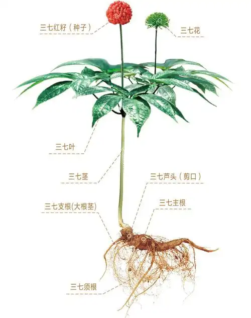 很多人吃三七粉,可能一开始就错了