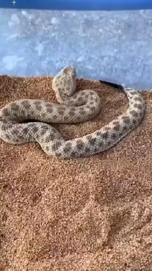 应该是响尾蛇,沙漠中的伏击高手!