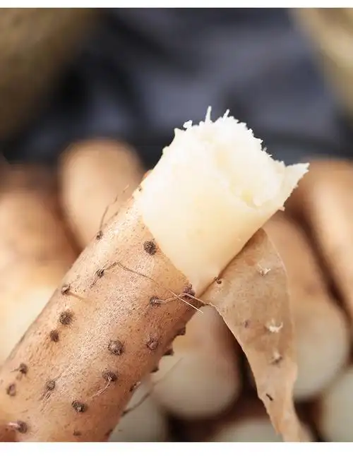 山药新鲜3斤新铁杆山药毛薯小白嘴铁棍淮山麻山药铁棒怀山药【图片 价