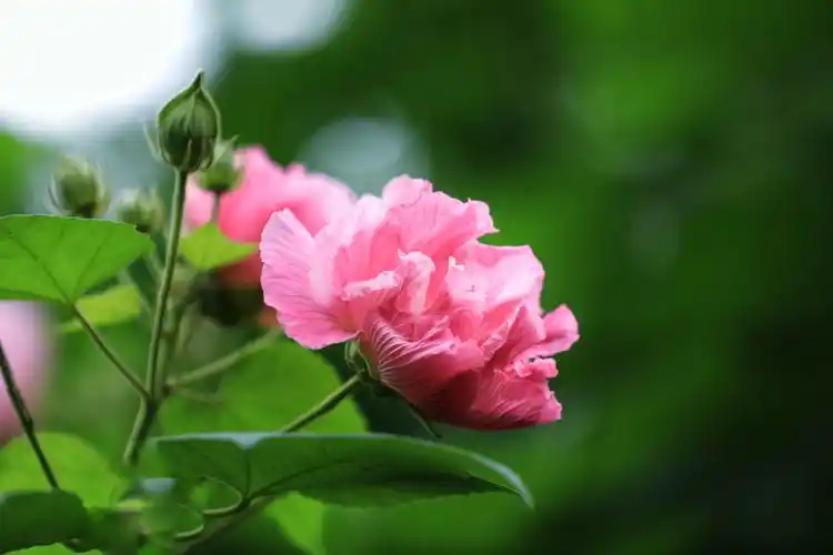 娇柔妩媚的芙蓉花
