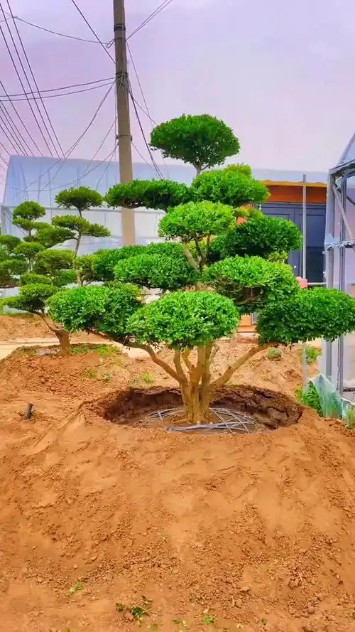 瓜子黄杨造型树四季常青不落叶耐寒耐旱南北方都可以栽植