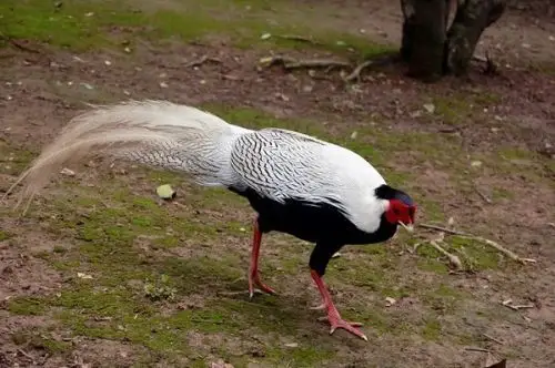 白色的野鸡是什么品种的