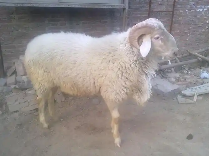 河北小尾寒羊养殖场,邯郸小尾寒羊价格,唐山杜泊羊杜寒羊养殖基地