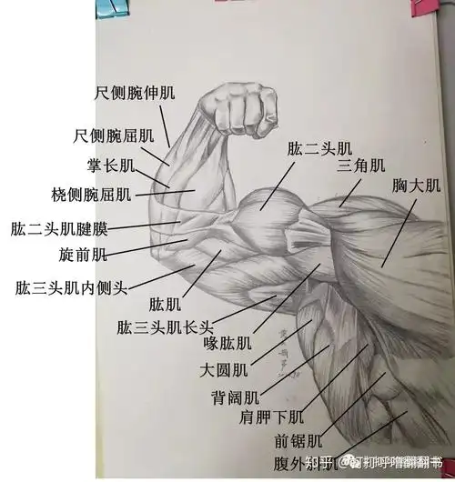 手臂肌肉图解二 - 知乎