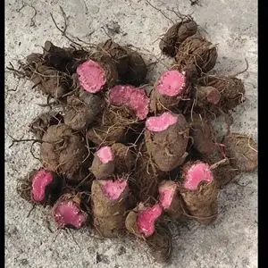 草河车深山野生药材拳参紫参草血竭虾参红蚤休化骨莲500g整个干货