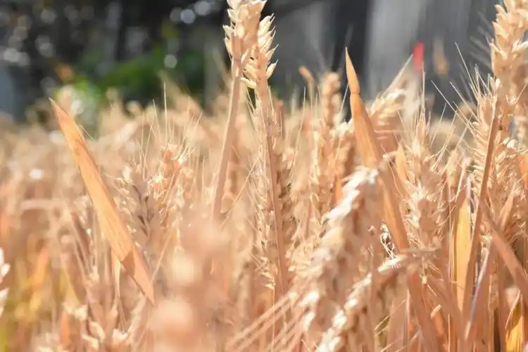 麦子的醇香,丰收的喜悦 大地的六月醉了 袁集中心幼儿园的孩子们 唱着
