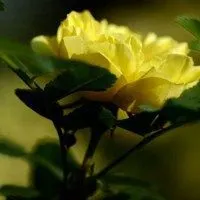 大自然花朵头像唯美_微信头像图片大全