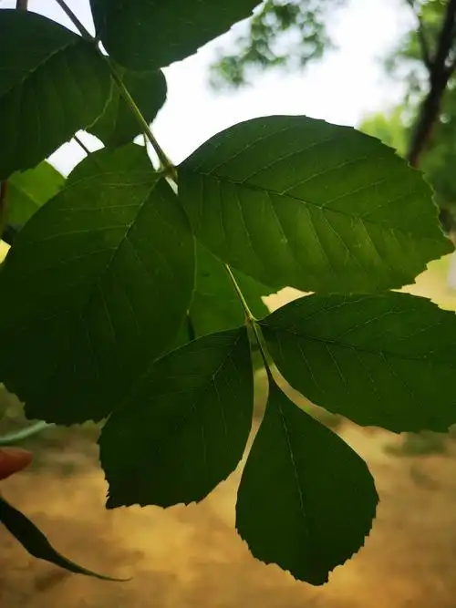 我"百度"后,樟树和白蜡树的区别,主要还是在叶子上.