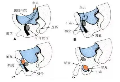 正常睾丸下降的过程