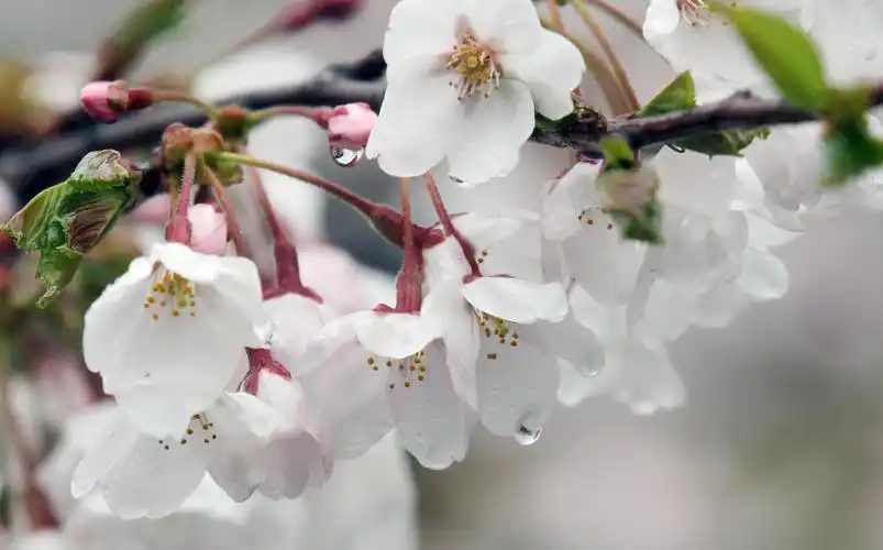 浪漫樱花雨拍摄于青岛中山公园