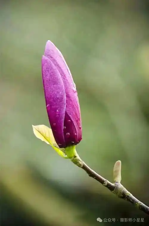 皎皎玉兰花实拍技巧有5招玉兰美出新高度