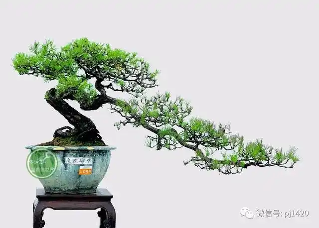 宛如临水之树贴近水面伸向远方,求得生长中力的平衡,称其为临水式盆景