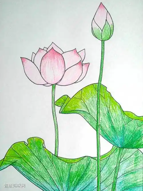 漂亮荷花儿童画 - 智慧妈咪网
