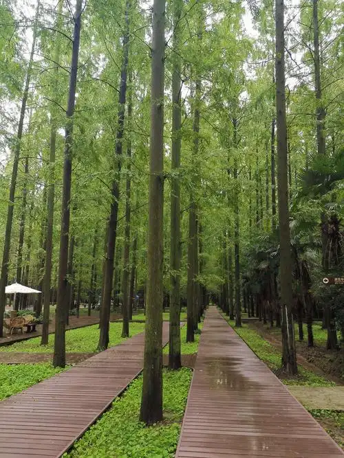 大氧吧～东平森林公园