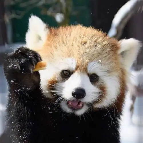 求小熊猫举手头像