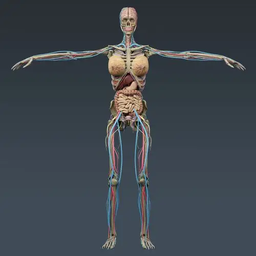 人体男性和女性解剖学 - 身体,肌肉,骨骼和内脏3d模型