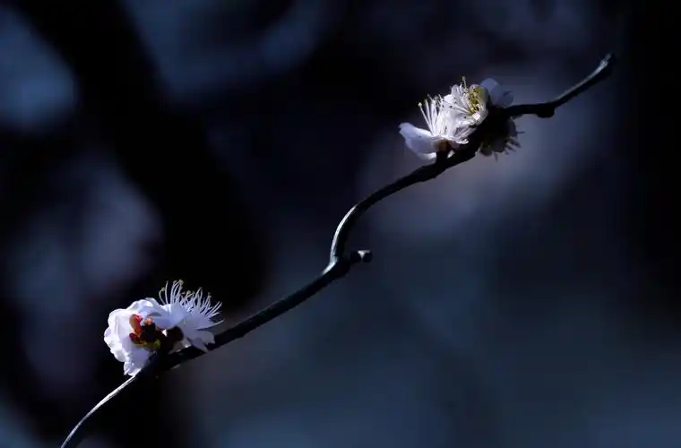 花卉摄影/龙游梅(一)