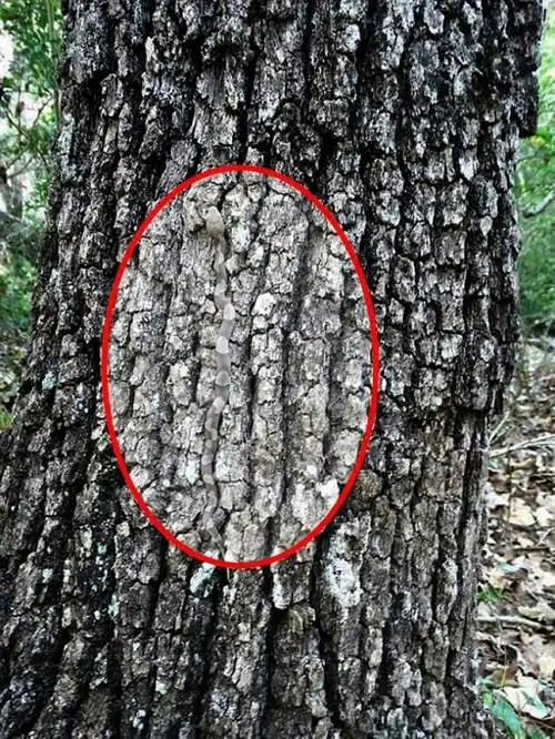 照片中隐藏的澳洲毒蛇黄环盔头蛇在哪里