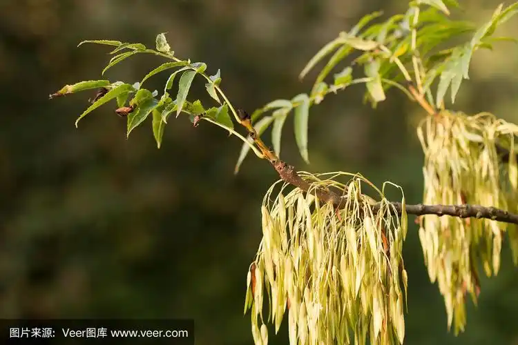 白蜡树的树枝上结满了果实